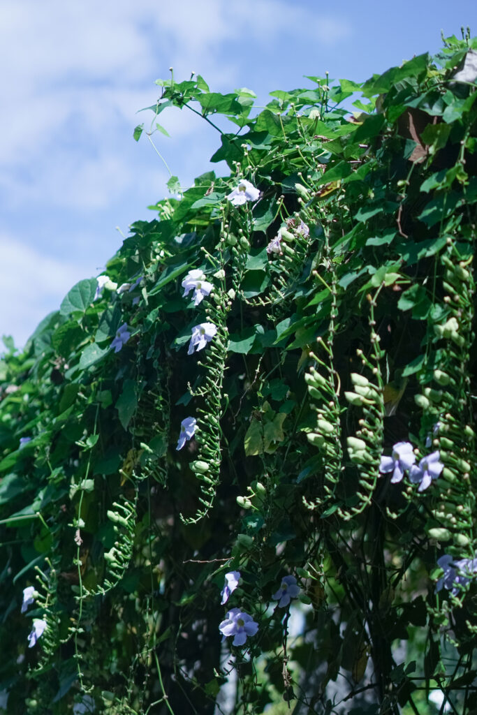 Umpadhi Canggu
